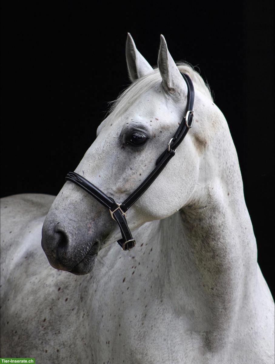 Lipizzaner Wallach, Herzenspferd sucht sein 5-Sterne-Zuhause