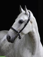 Lipizzaner Wallach, Herzenspferd sucht sein 5-Sterne-Zuhause