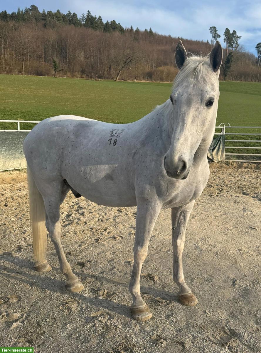 Bild 2: Lipizzaner Wallach, Herzenspferd sucht sein 5-Sterne-Zuhause