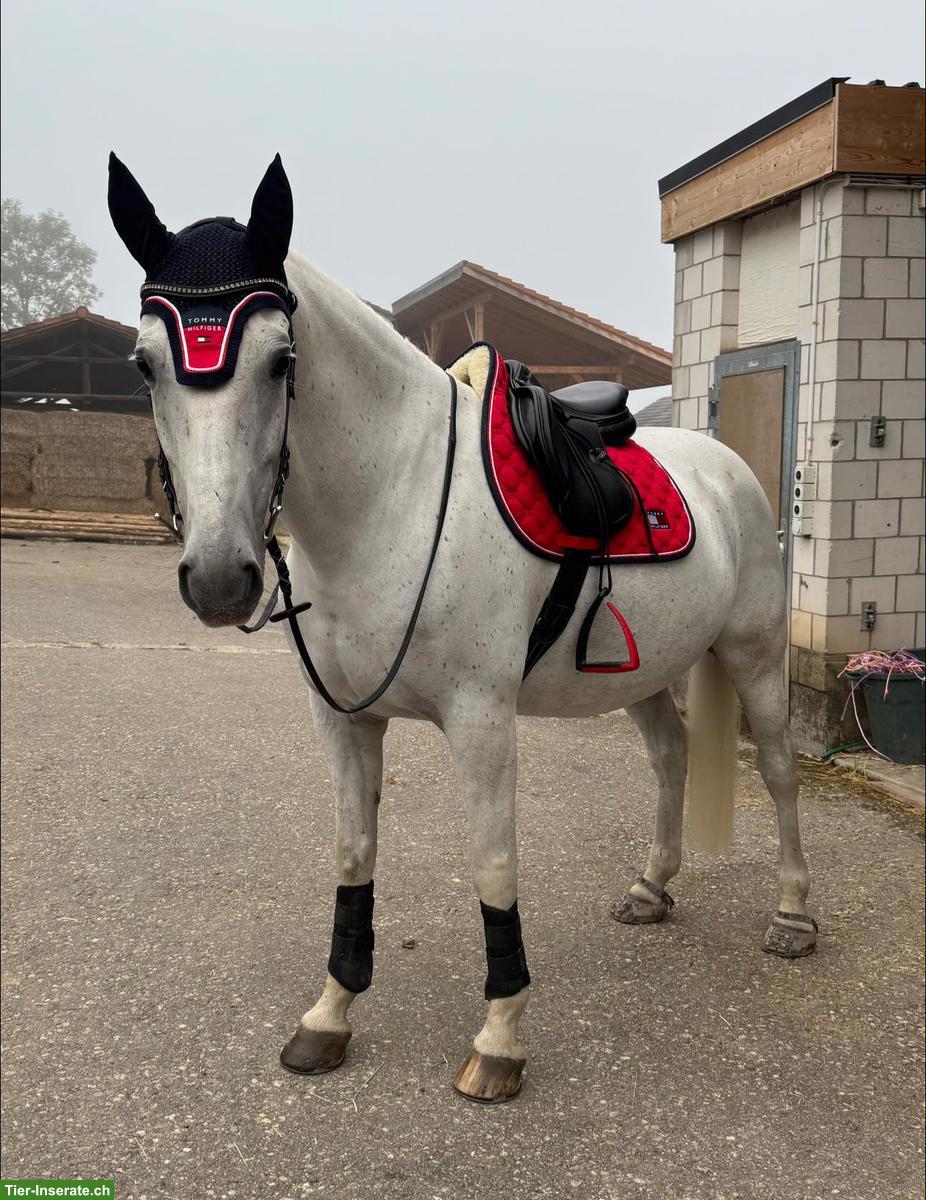 Bild 3: Lipizzaner Wallach, Herzenspferd sucht sein 5-Sterne-Zuhause
