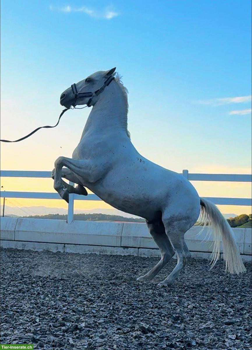Bild 4: Lipizzaner Wallach, Herzenspferd sucht sein 5-Sterne-Zuhause