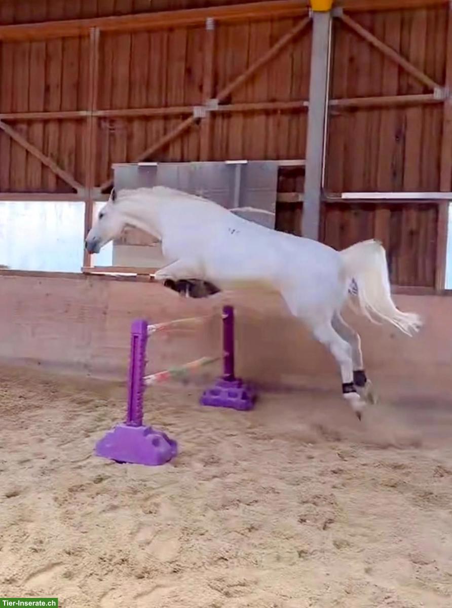 Bild 5: Lipizzaner Wallach, Herzenspferd sucht sein 5-Sterne-Zuhause