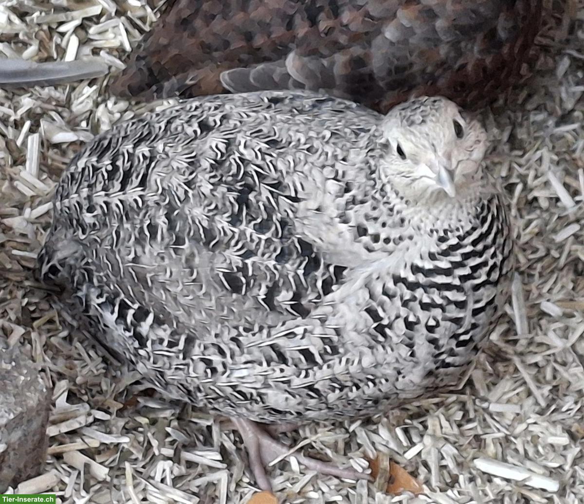 Legewachtel-Hähne gratis abzugeben