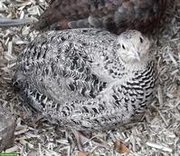 Legewachtel-Hähne gratis abzugeben