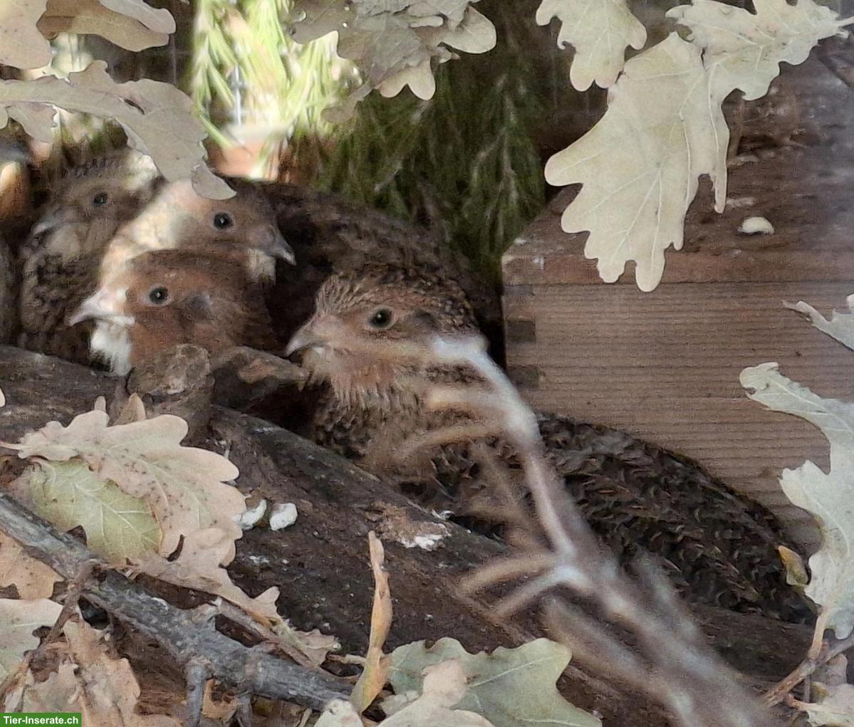 Bild 2: Legewachtel-Hähne gratis abzugeben