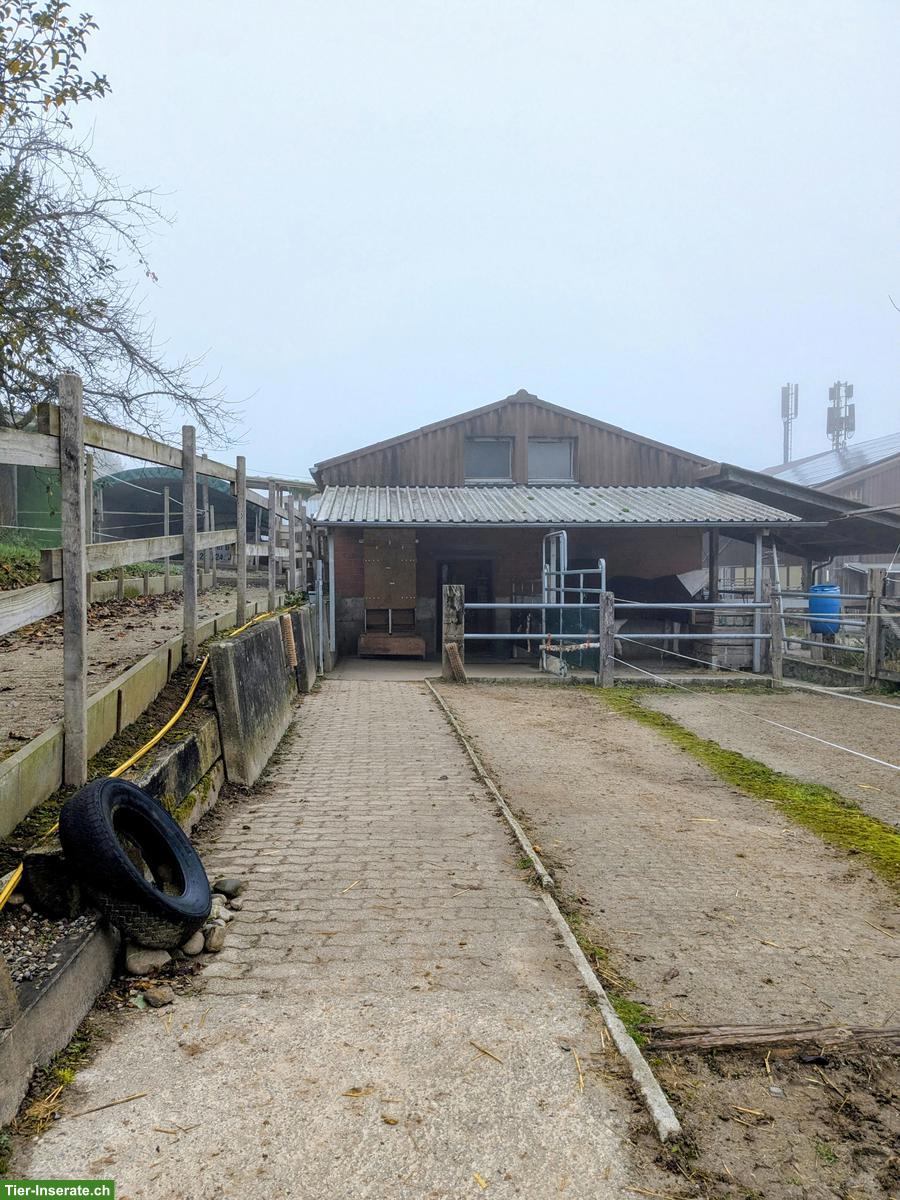 Selbstversorger-Offenstallplatz frei für Mini oder Shetty, Nürensdorf