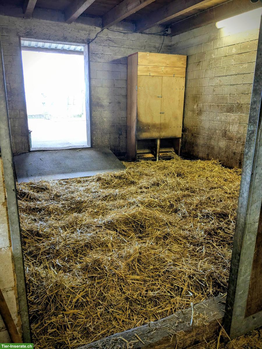 Bild 10: Selbstversorger-Offenstallplatz frei für Mini oder Shetty, Nürensdorf