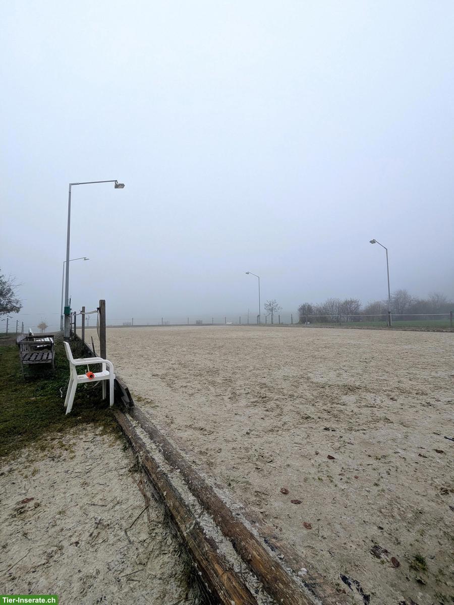 Bild 2: Selbstversorger-Offenstallplatz frei für Mini oder Shetty, Nürensdorf