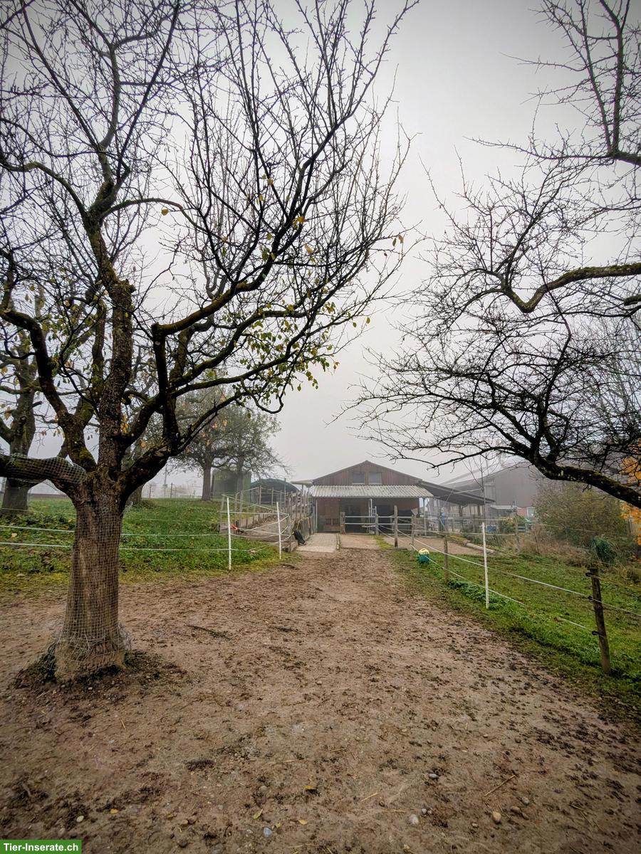 Bild 3: Selbstversorger-Offenstallplatz frei für Mini oder Shetty, Nürensdorf