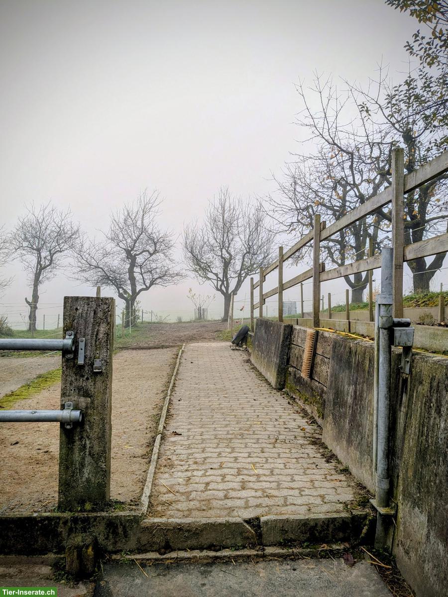 Bild 7: Selbstversorger-Offenstallplatz frei für Mini oder Shetty, Nürensdorf