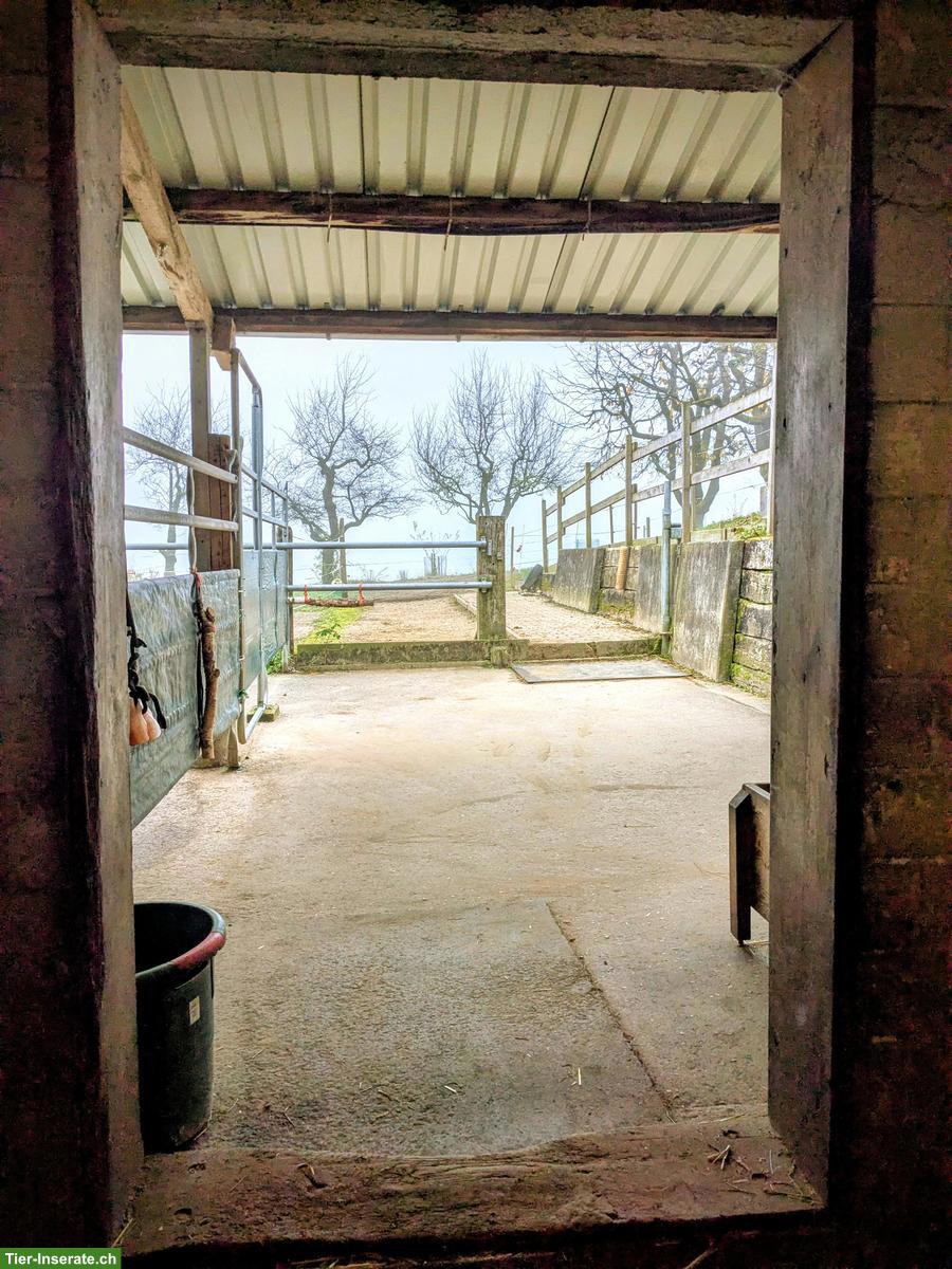 Bild 9: Selbstversorger-Offenstallplatz frei für Mini oder Shetty, Nürensdorf