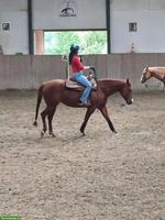 Reitbeteiligung Raum St. Gallen gesucht, Reining/Distanzpferd