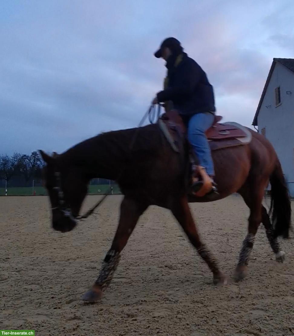 Bild 2: Reitbeteiligung Raum St. Gallen gesucht, Reining/Distanzpferd