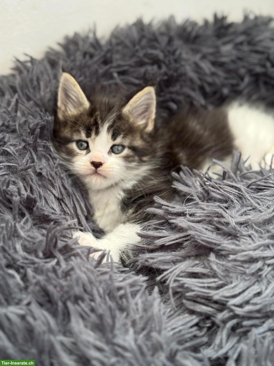 Maine Coon Kitten, letztes Mädchen aus XXL-Linie