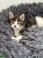 Maine Coon Kitten, letztes Mädchen aus XXL-Linie