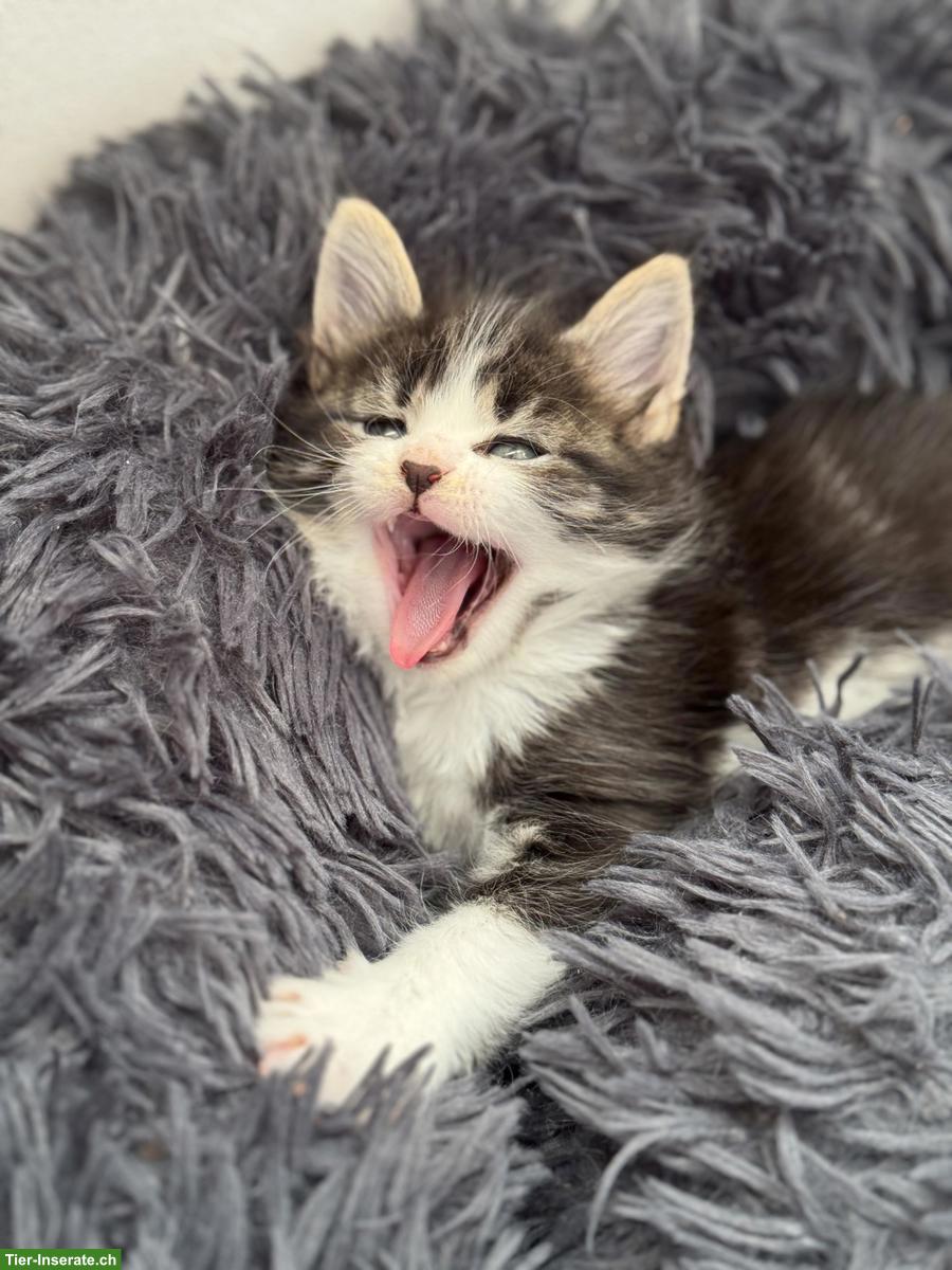 Bild 2: Maine Coon Kitten, letztes Mädchen aus XXL-Linie