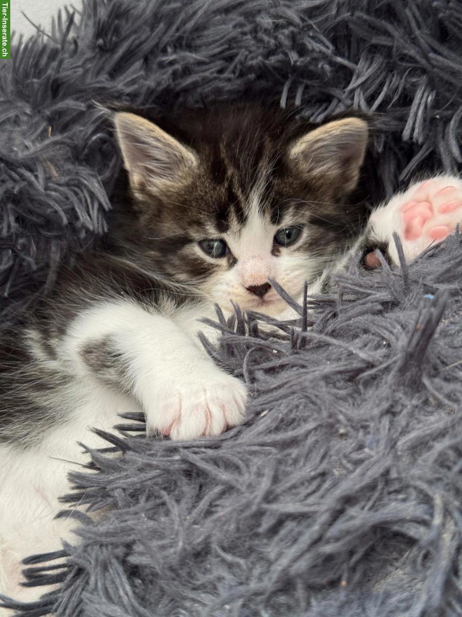 Bild 3: Maine Coon Kitten, letztes Mädchen aus XXL-Linie