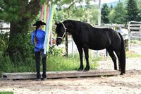 Canadian Horse Wallach, 5.5-jährig, wird ca. 1.60m