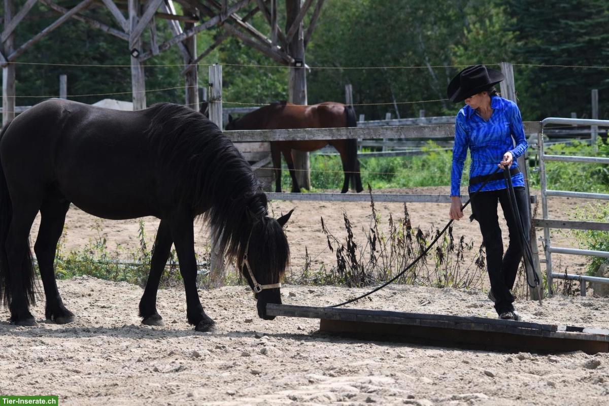 Bild 2: Canadian Horse Wallach, 5.5-jährig, wird ca. 1.60m