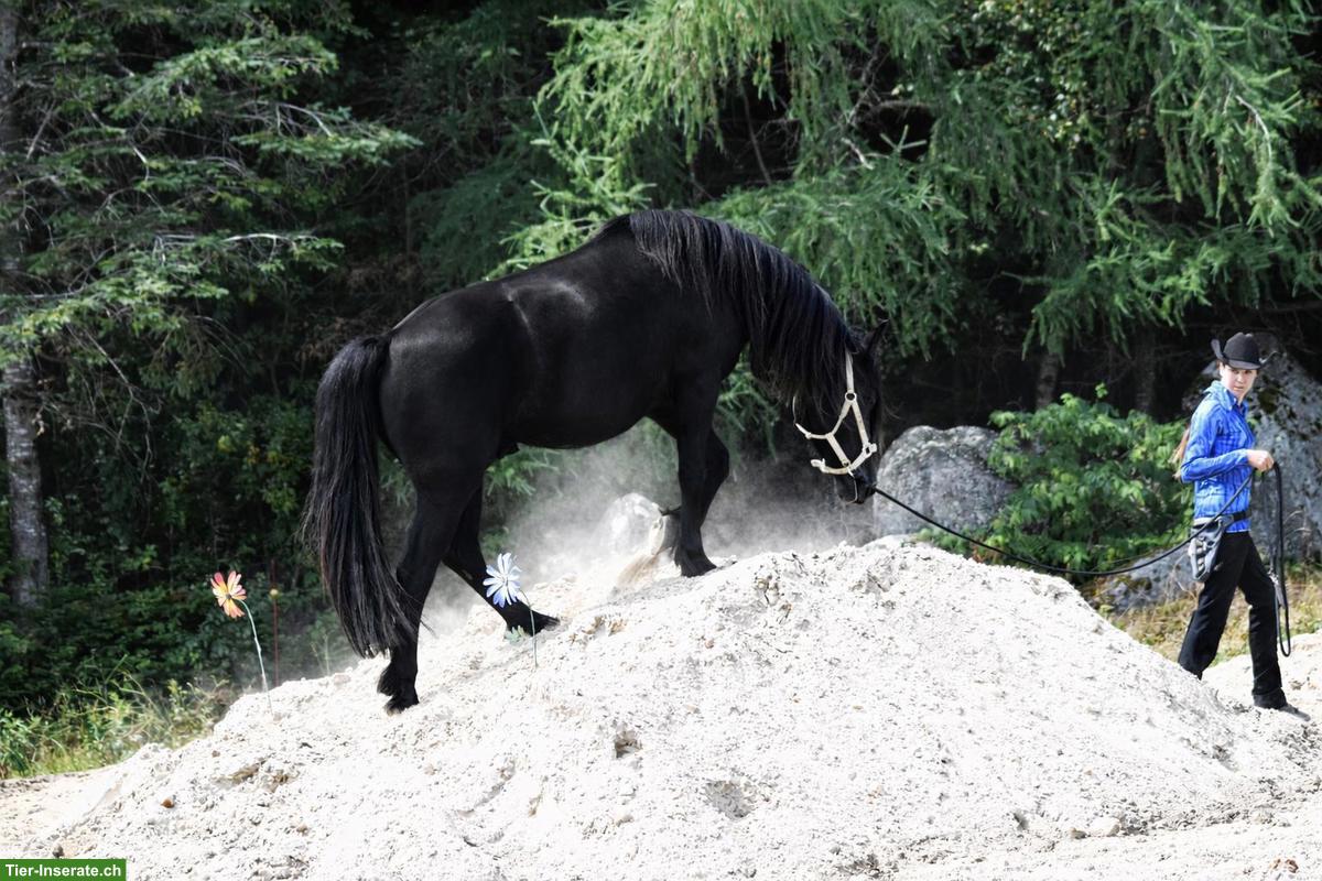 Bild 3: Canadian Horse Wallach, 5.5-jährig, wird ca. 1.60m