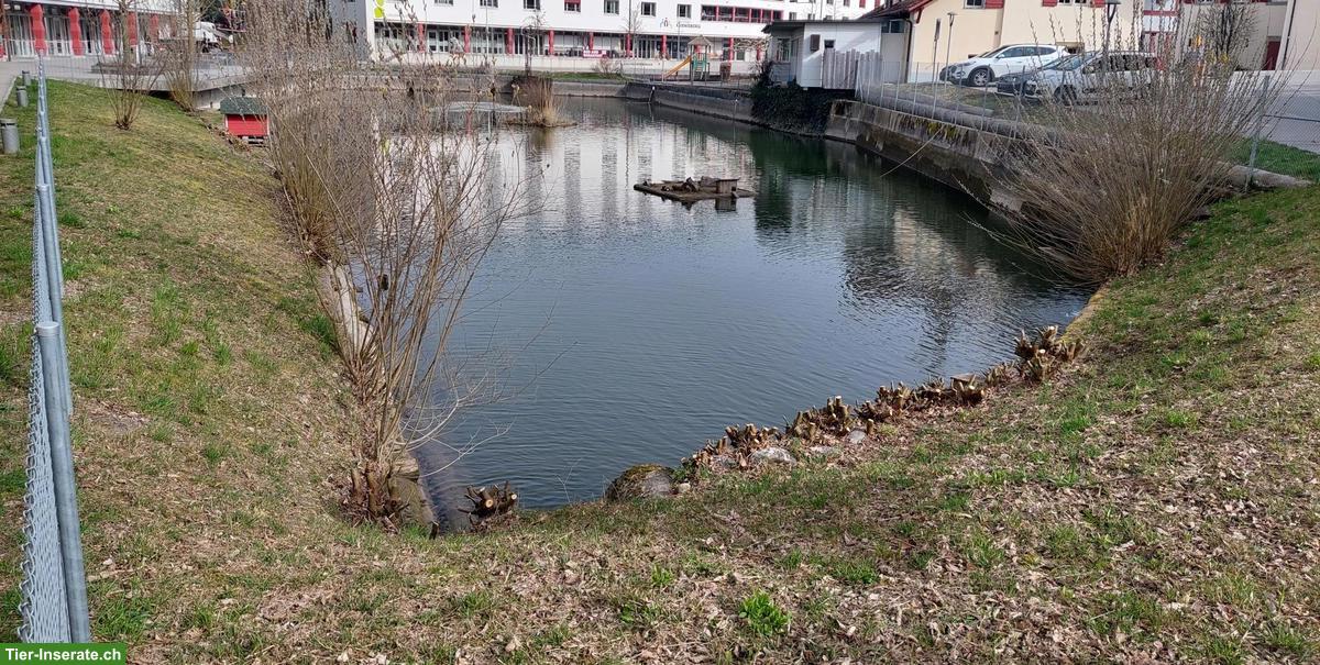 Suchen Enten und Gänse für unseren grossen Weiher