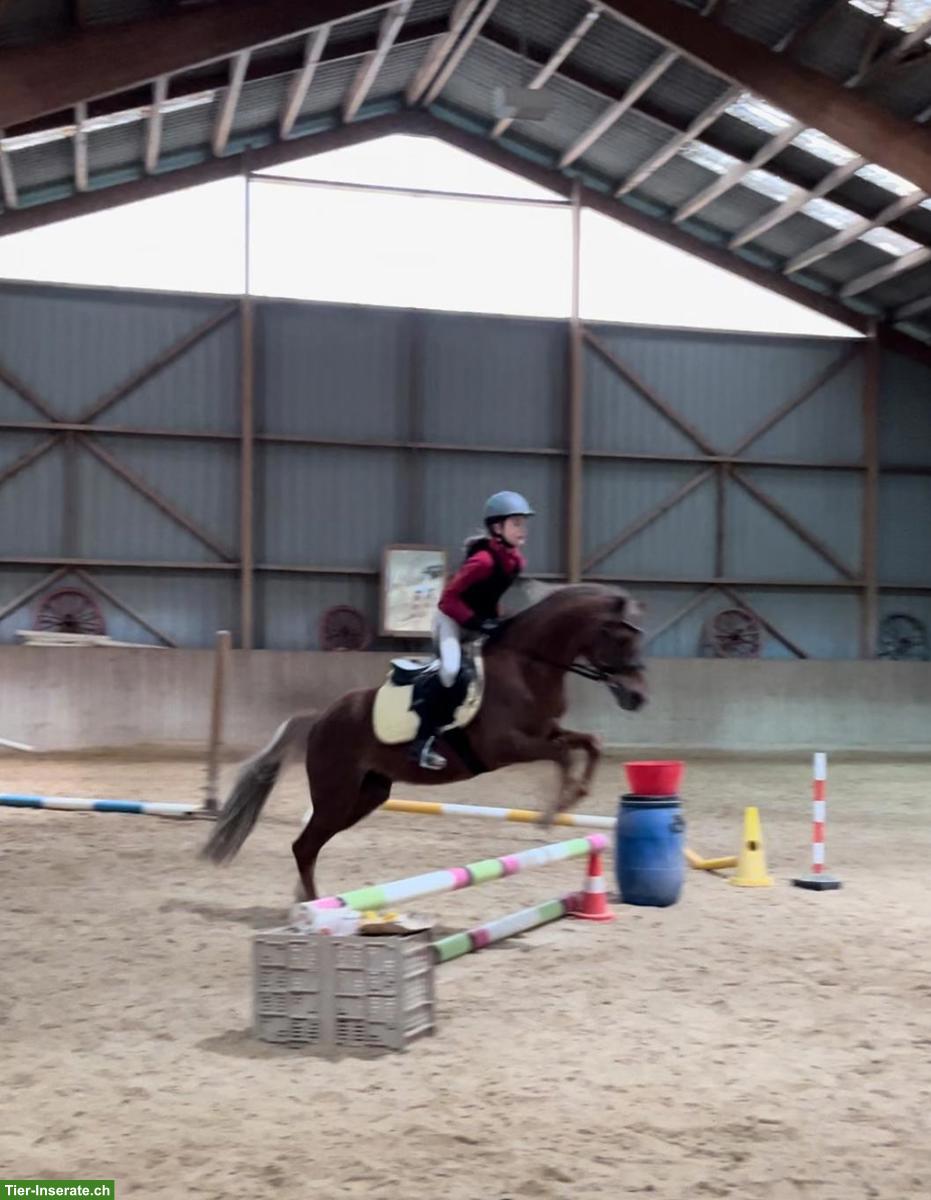 Welsh B Pony Wallach, toller Lehrmeister zum Verlieben