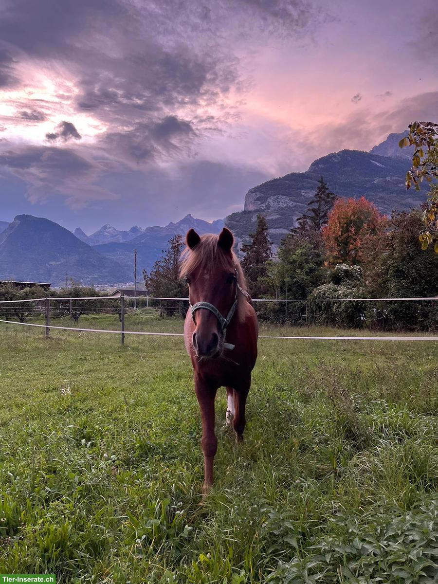 Bild 2: Welsh B Pony Wallach, toller Lehrmeister zum Verlieben