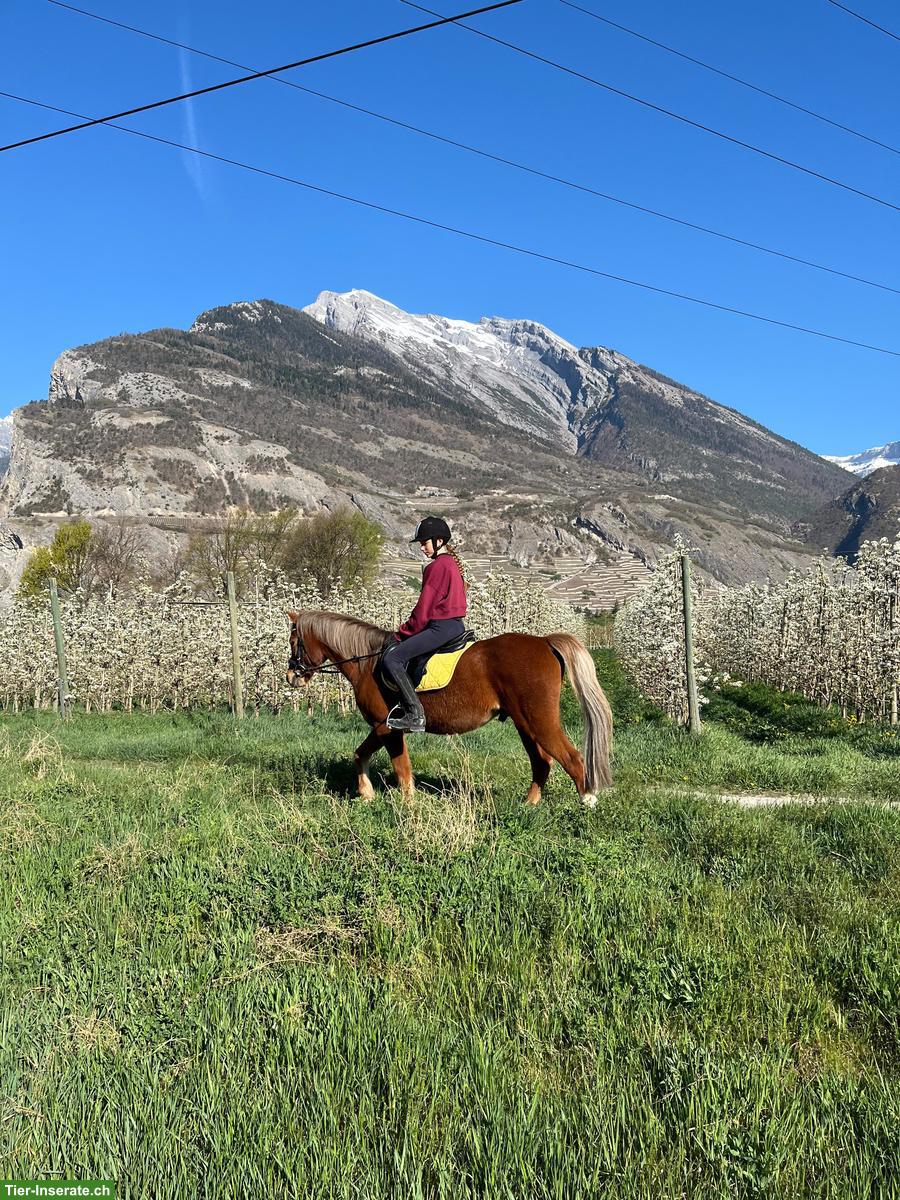 Bild 3: Welsh B Pony Wallach, toller Lehrmeister zum Verlieben