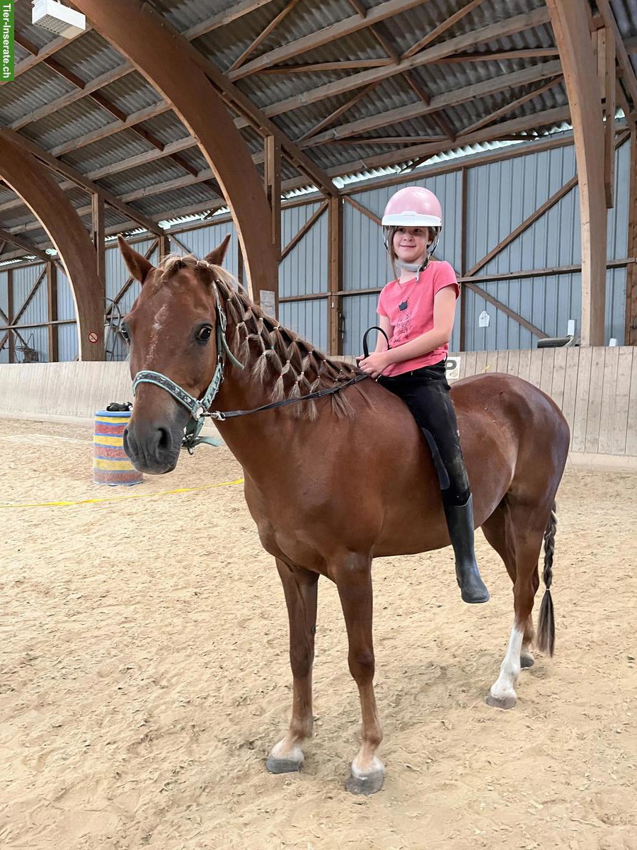 Bild 4: Welsh B Pony Wallach, toller Lehrmeister zum Verlieben