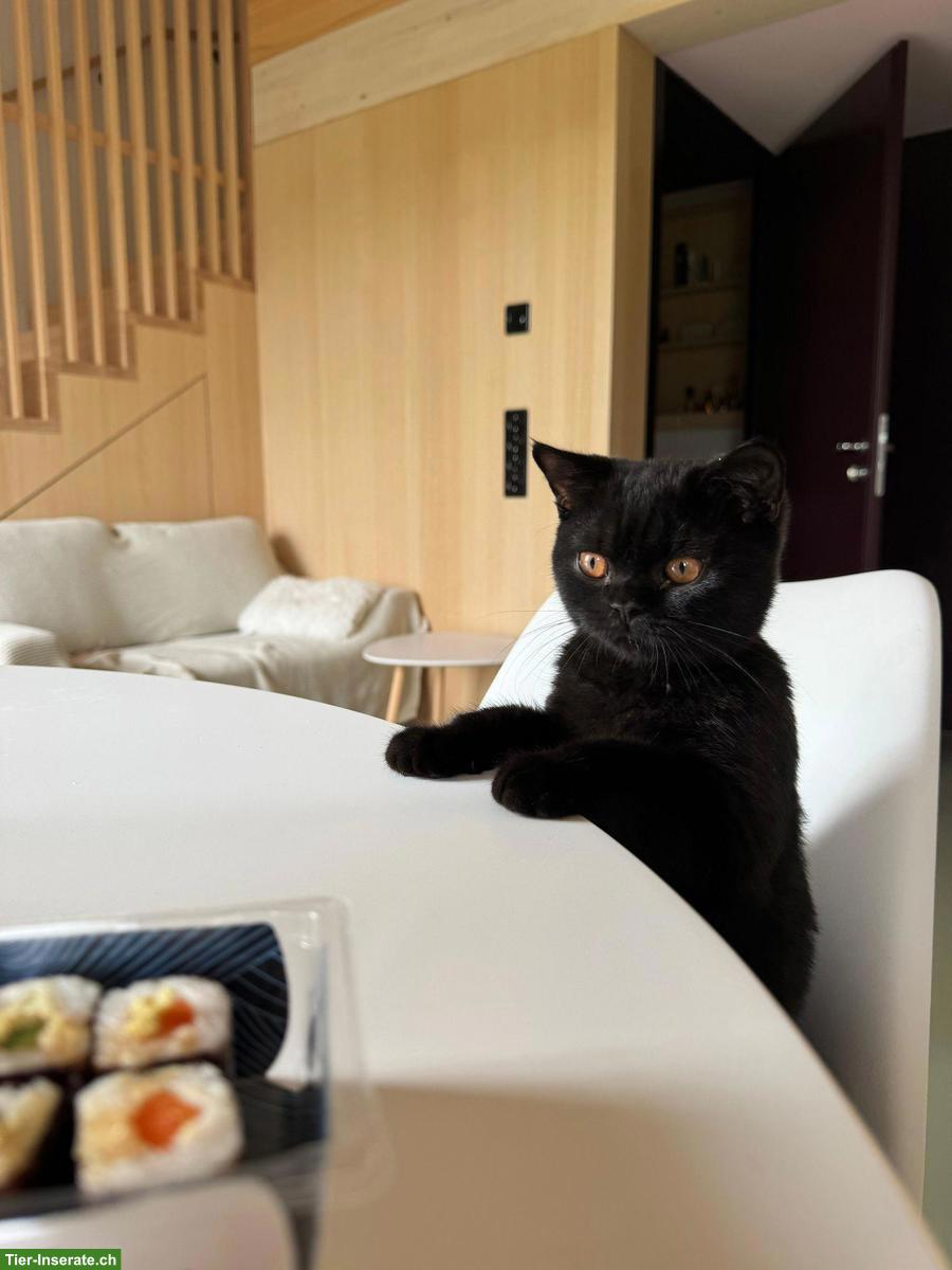 BKH/BLH Kitten mit Stammbaum zu verkaufen