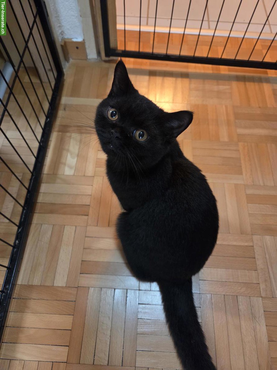 Bild 2: BKH/BLH Kitten mit Stammbaum zu verkaufen