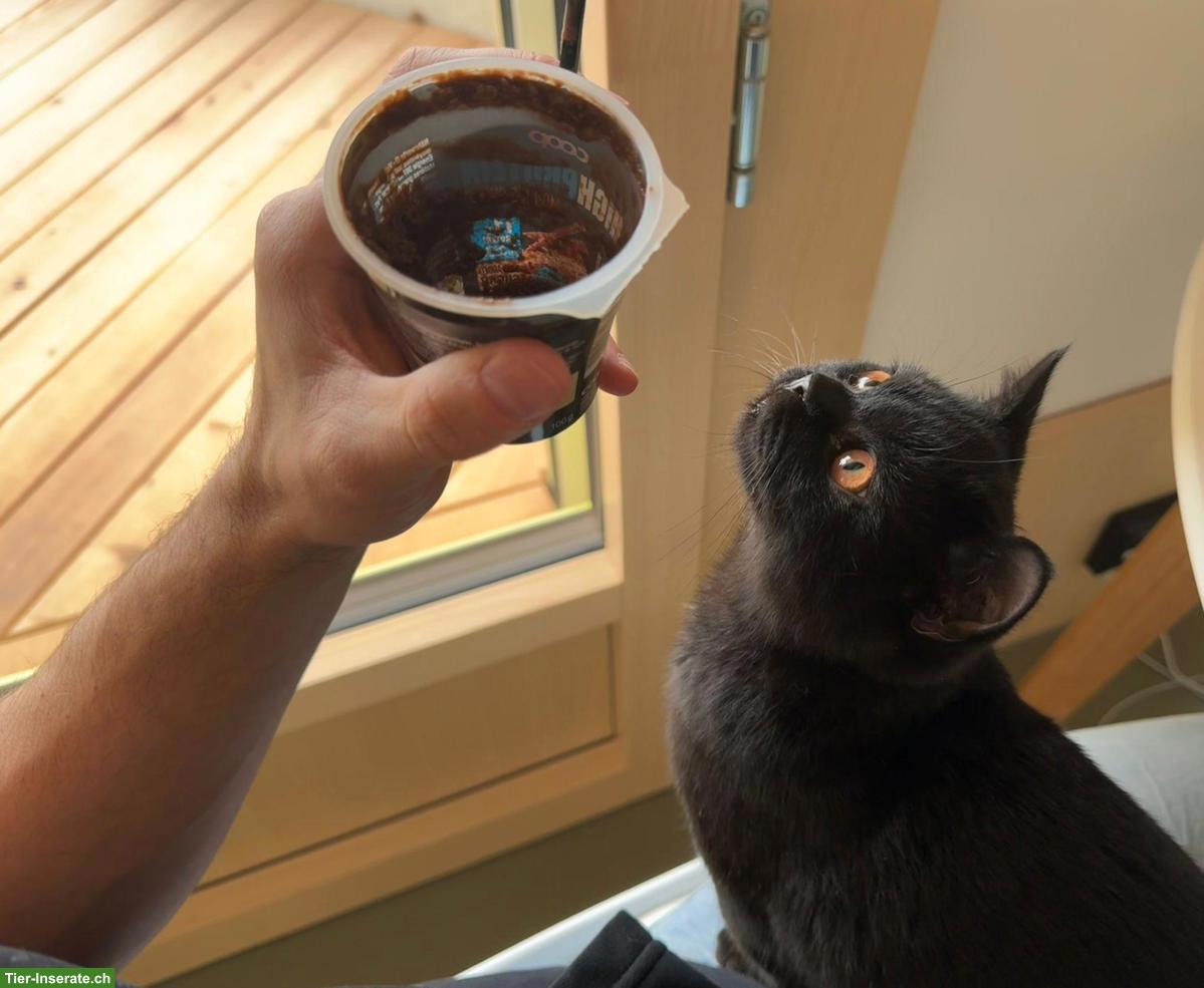 Bild 3: BKH/BLH Kitten mit Stammbaum zu verkaufen