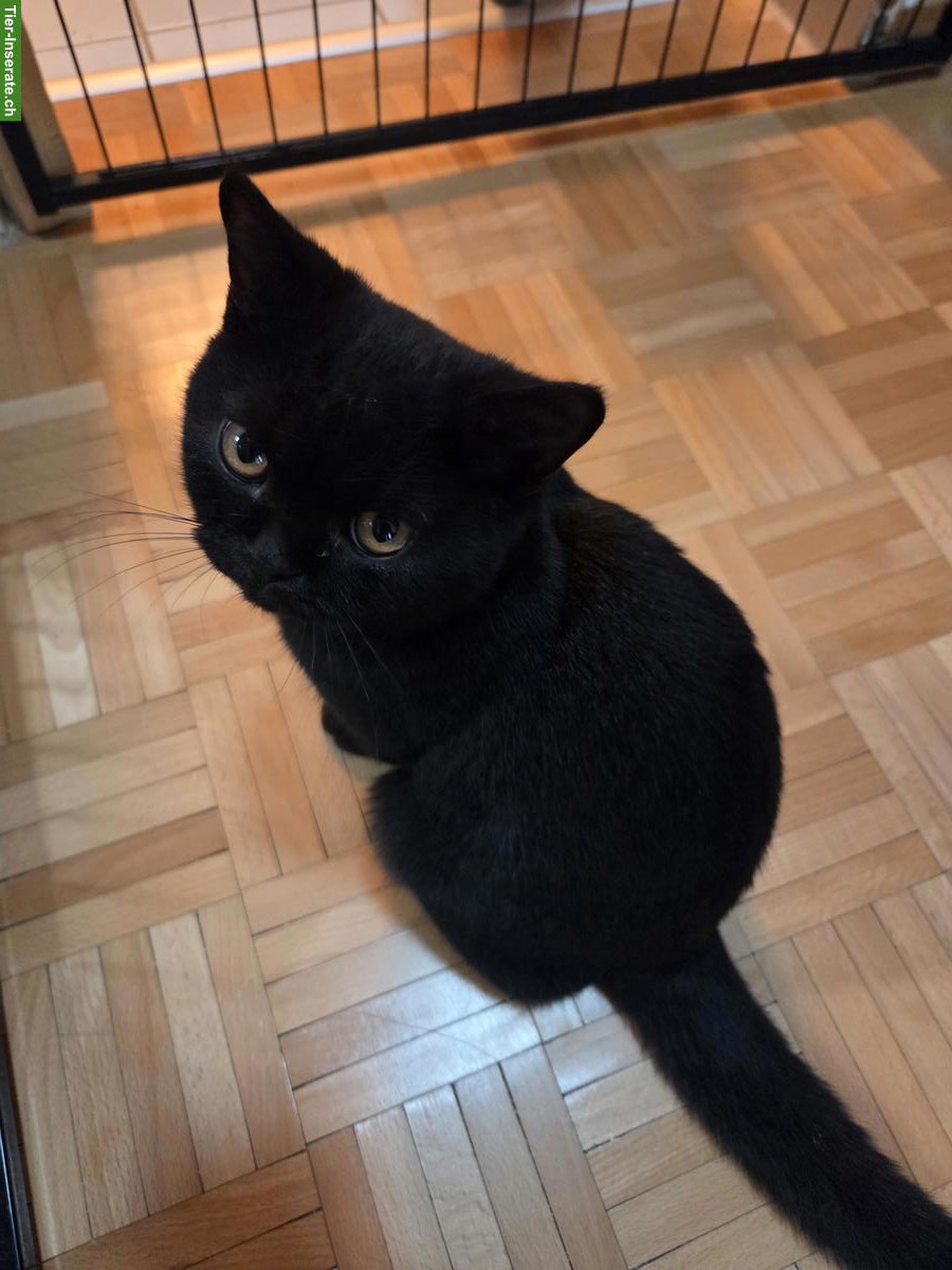 Bild 4: BKH/BLH Kitten mit Stammbaum zu verkaufen