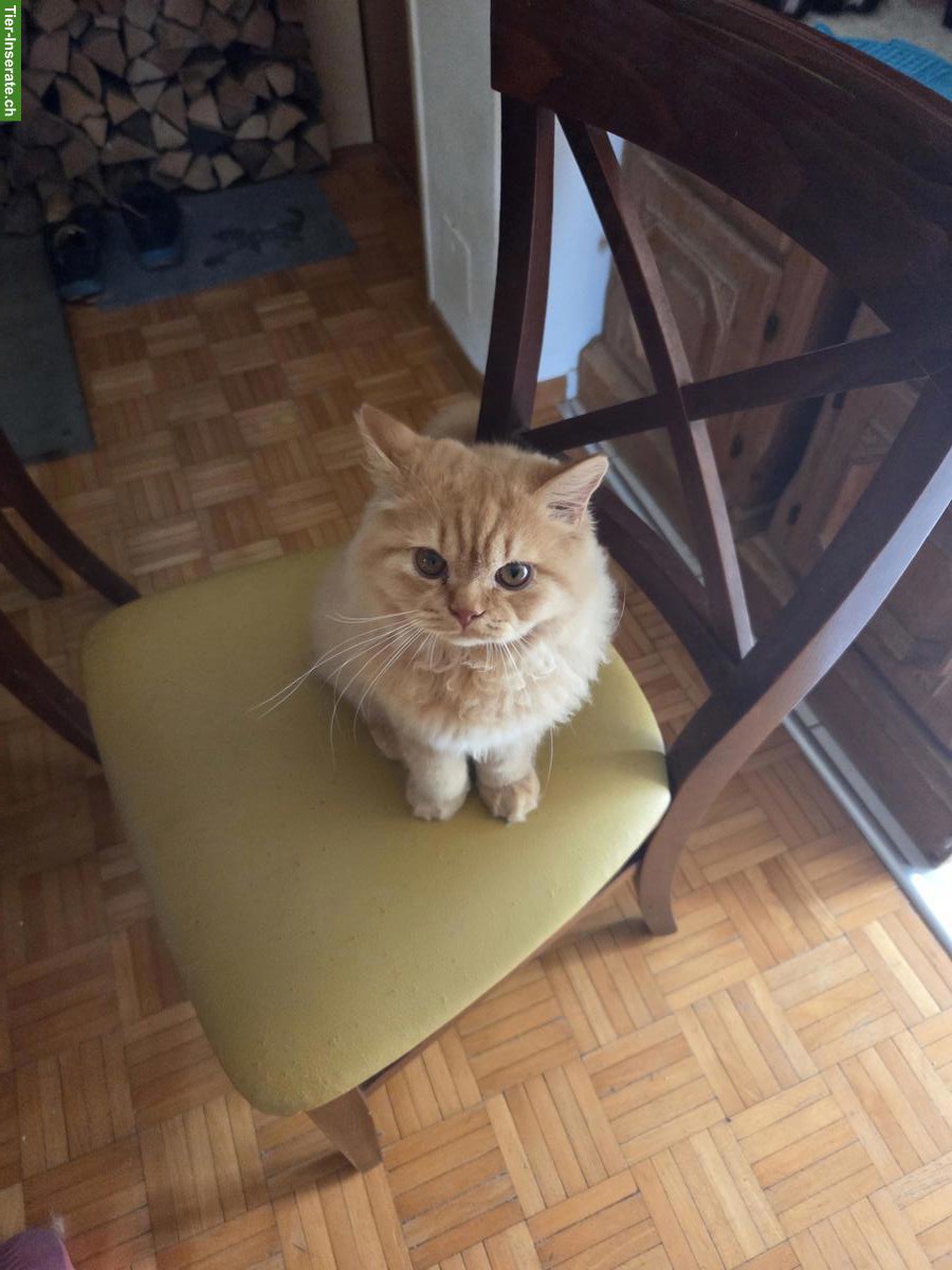 Bild 5: BKH/BLH Kitten mit Stammbaum zu verkaufen