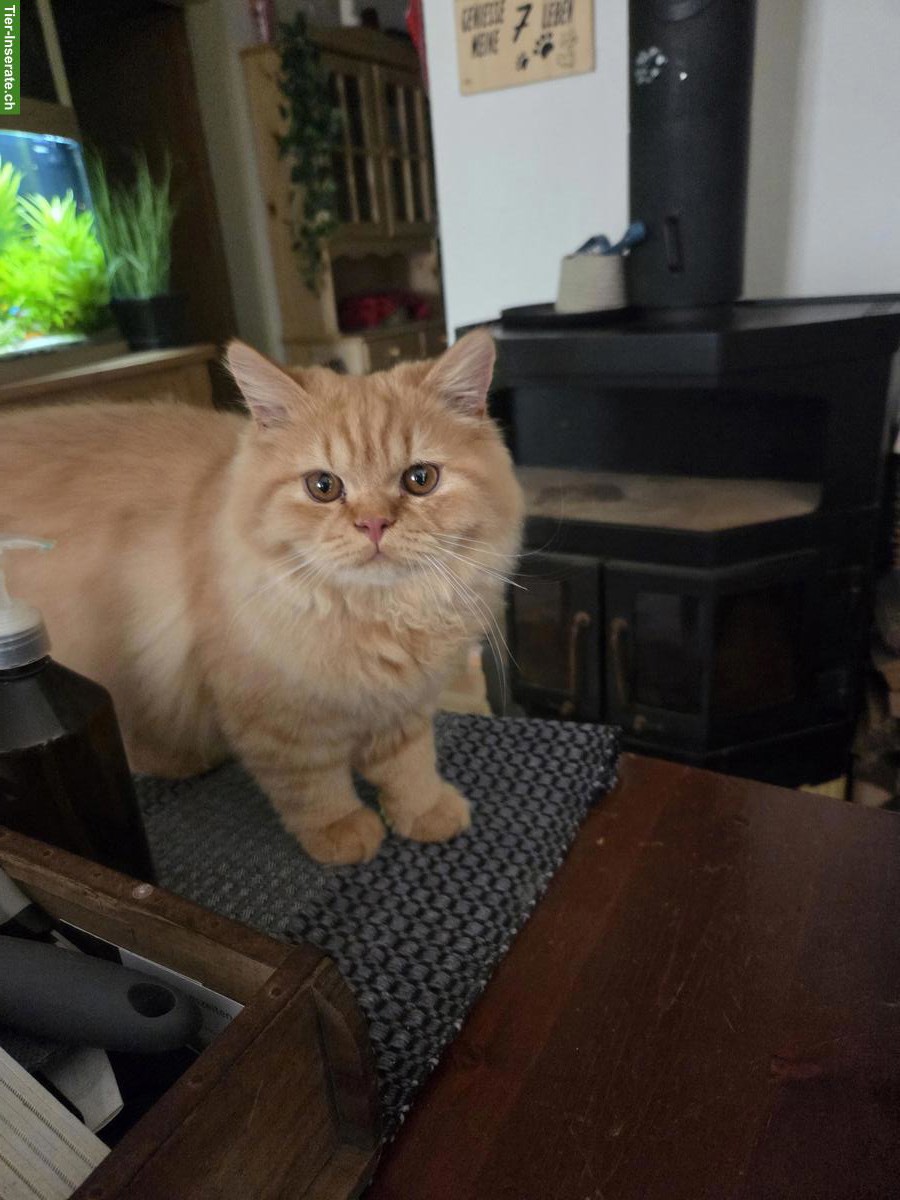 Bild 6: BKH/BLH Kitten mit Stammbaum zu verkaufen