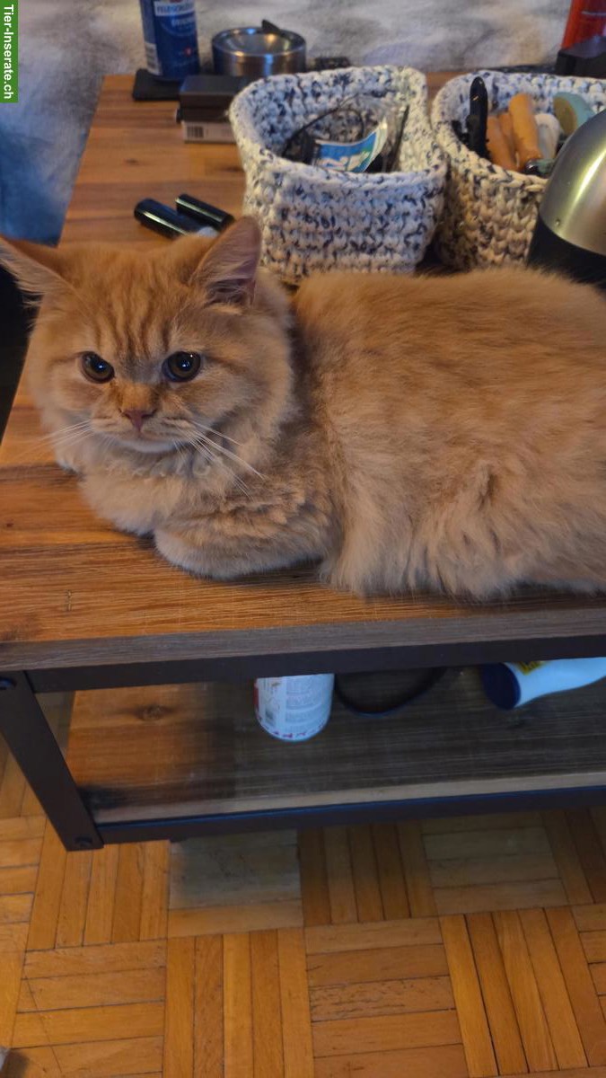 Bild 7: BKH/BLH Kitten mit Stammbaum zu verkaufen