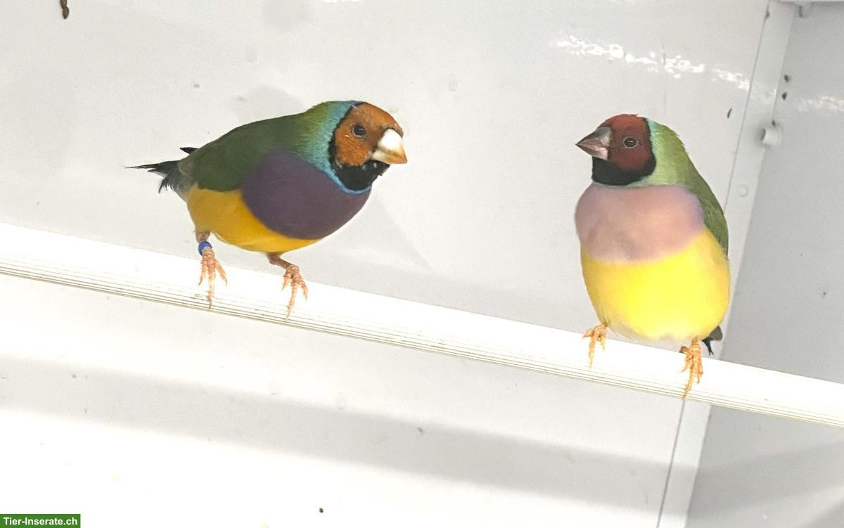 3.2 Gouldamadinen, Chloebia gouldiae zu verkaufen