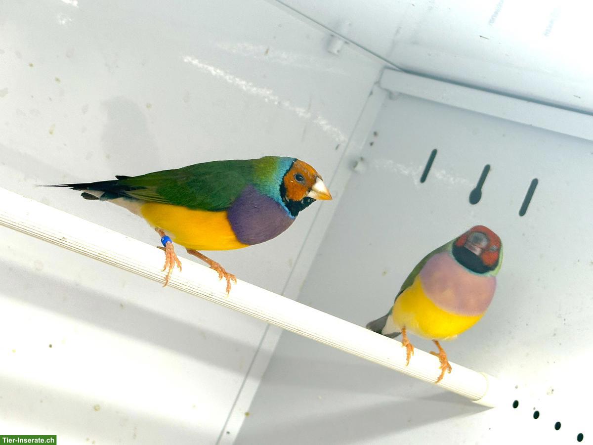 Bild 2: 3.2 Gouldamadinen, Chloebia gouldiae zu verkaufen