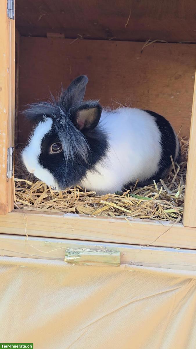 Suche Löwenkopf Kaninchen Deckbock