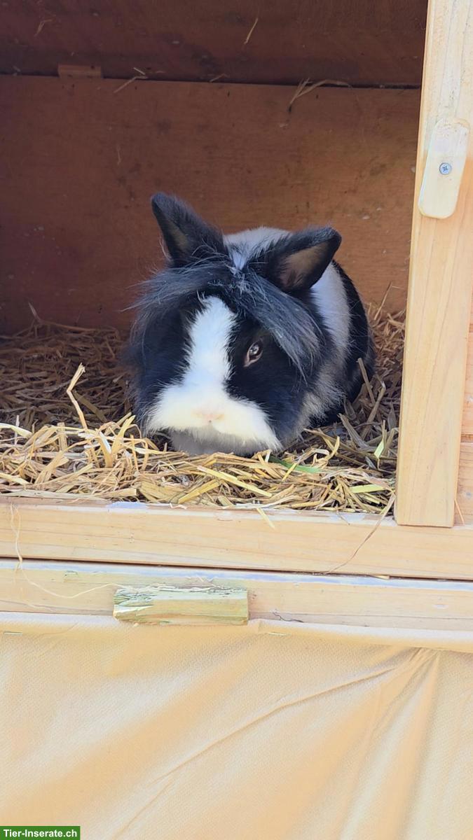 Bild 2: Suche Löwenkopf Kaninchen Deckbock