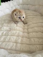 BKH Katze, Britisch Kurzhaar Kitten