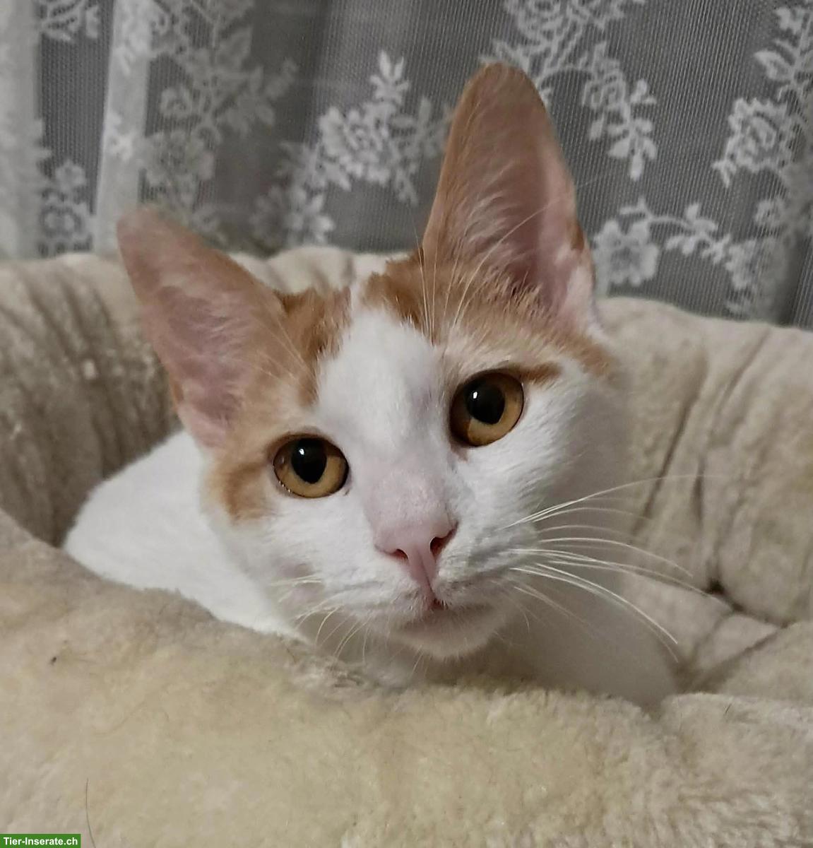 Liebster Kater Remi wartet auf seine Menschen