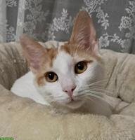 Liebster Kater Remi wartet auf seine Menschen