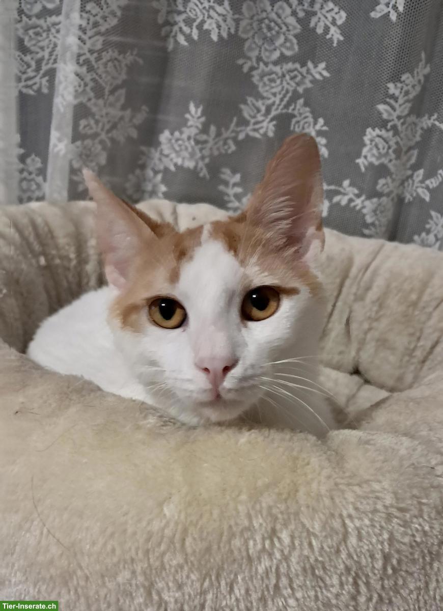 Bild 4: Liebster Kater Remi wartet auf seine Menschen