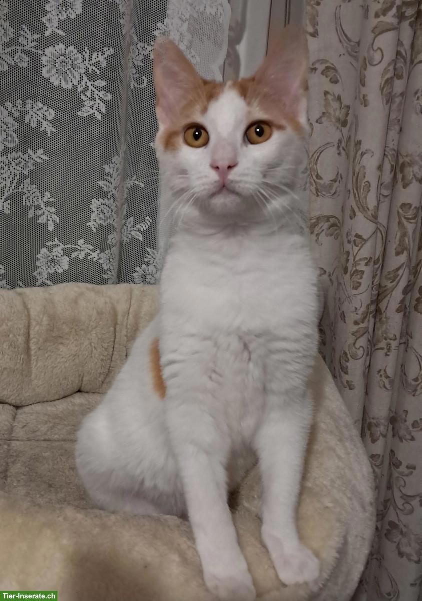 Bild 5: Liebster Kater Remi wartet auf seine Menschen