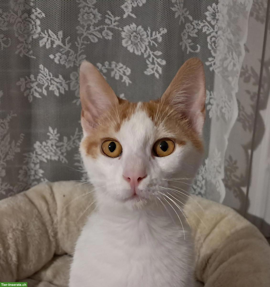 Bild 6: Liebster Kater Remi wartet auf seine Menschen