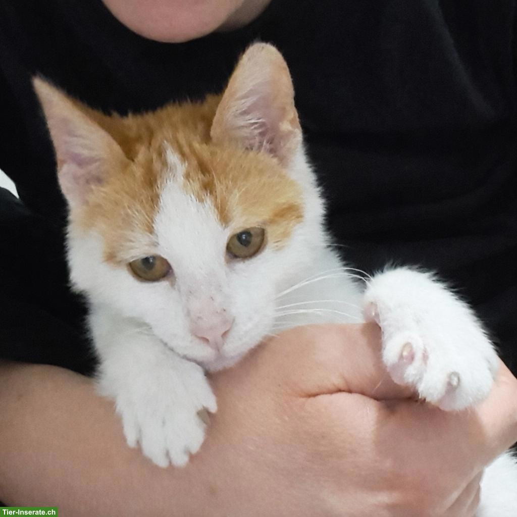 Bild 7: Liebster Kater Remi wartet auf seine Menschen