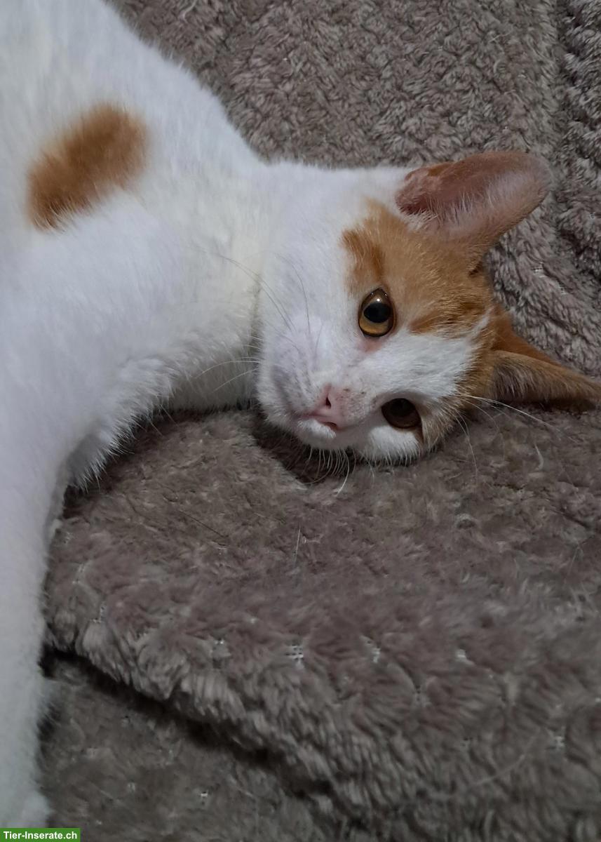 Bild 8: Liebster Kater Remi wartet auf seine Menschen