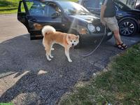 Schöne und liebe Akita Inu Hündin, 4-jährig, unkastriert