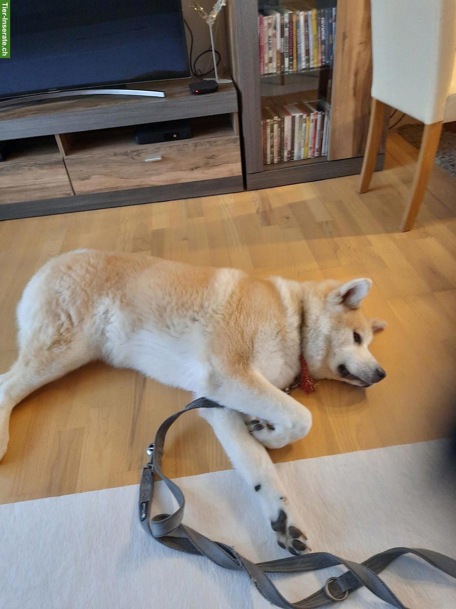 Bild 2: Schöne und liebe Akita Inu Hündin, 4-jährig, unkastriert